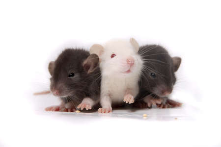 Group of small, cute, baby domesticated pet rats on a white backgroundの写真素材