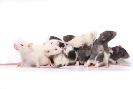 Group of small, cute, baby domesticated pet rats  climbing over eachother on a white backgroundの写真素材