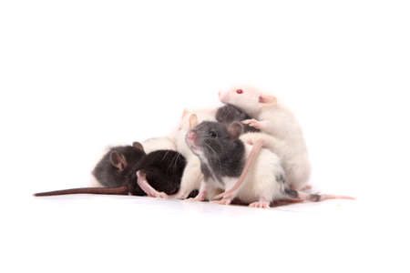 Group of small, cute, baby domesticated pet rats  climbing over eachother and the mother rat on a white backgroundの写真素材