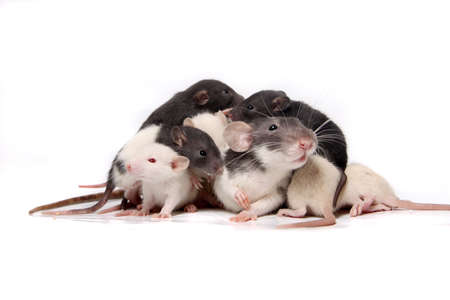 Group of small, cute, baby domesticated pet rats about three to four weeks old climbing over eachother and the mother rat on a white backgroundの写真素材