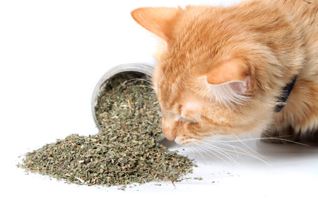 Orange cat smelling dried catnip spilled over from container on white backgroundの写真素材