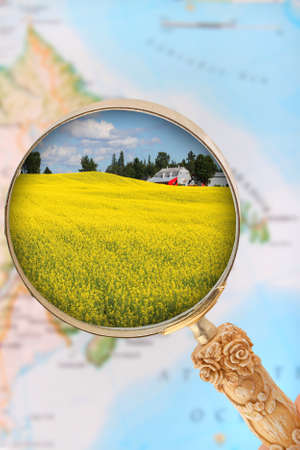 Looking in on rapeseed field in Atlantic Canada with blurred map in the backgroundの写真素材