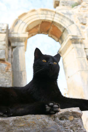 Black Cat sitting on a pillar in the Ancient City of Ephesus With Roman archway  in the backgroundの写真素材