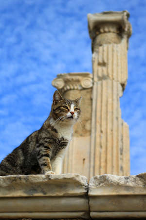 Cat sitting on a pillar in the Ancient City of Ephesus With Roman columns in the backgroundの写真素材