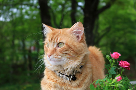 Orange or ginger colored cat sitting peacefully outdoors in the garden beside some pink small rosesの写真素材