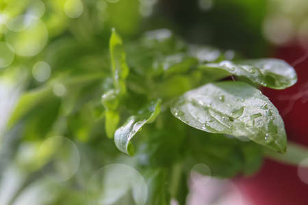 Small basil herb plant growing in a pot with wet green leaves with bokeh backgroundの写真素材