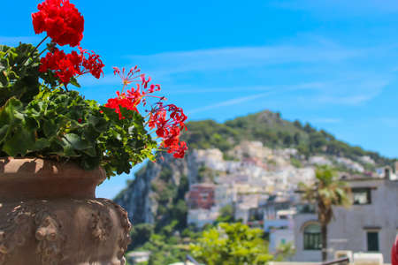 Red Flowers in a pot on the island of Capri, Italy with blurred buildings in the backgroundの写真素材