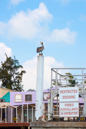 Belize City, Belize -  February 26, 2017: Pelican sitting on a pole along the shore of   Belize City in the Caribbean Seaのeditorial素材