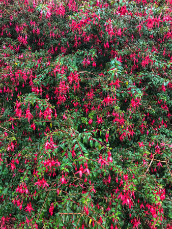 A colorful perennial bush of fuschia flowers growing in Irelandの写真素材