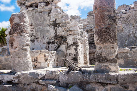 Iguana lizard in theRuined historic Architecture in the pre Columbian walled city of Tulum, in the Yucutan Peninsula  in the state of Quintana Roo, Mexicoの写真素材