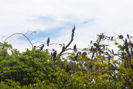 Cormorants perched on a tree in the mangroves of the jungles of Guatemala,の写真素材