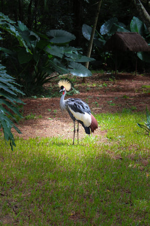Grey Crowned Crane with grey, white and red plumage found in Africa, and being Uganda's national...
