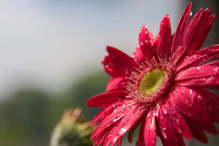 Bright pink Gerbera daisy flower with raindrops after a rainの写真素材