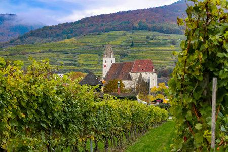 Vineyard in small town in Austria with church and rolling hills in the background during the Fall...