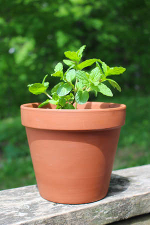 Green mint plant  in terra cotta pot growing in the outdoors with tree leaves backgroundの写真素材
