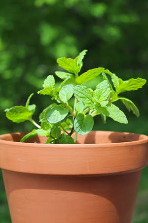 Green mint plant  in terra cotta pot growing in the outdoors with tree leaves backgroundの写真素材