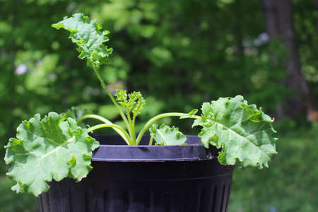 A young Kale cabbage plant grown in  a pot in a container garden during springの写真素材