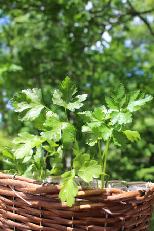 Italian parsley growing in a pot outdoors after a rainfall with a green garden backgroundの写真素材