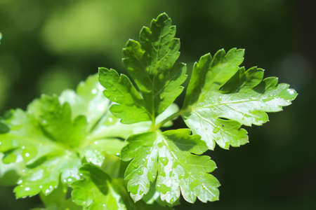 Italian parsley growing in a pot outdoors after a rainfall with a green garden backgroundの写真素材