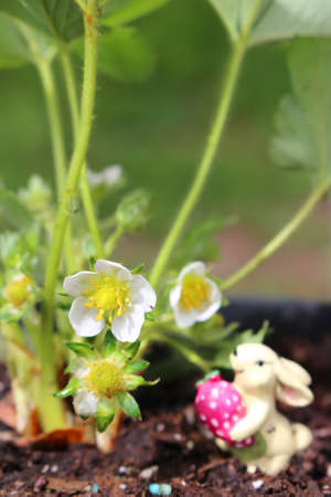 Blossom of a strawberry plant growing in a container in spring with bunny miniatureの写真素材