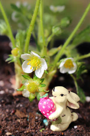 Blossom of a strawberry plant growing in a container in spring with bunny miniatureの写真素材