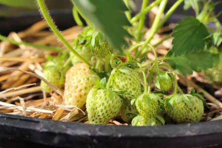Almost ripe delicious strawberries on  plant growing in a container in spring の写真素材