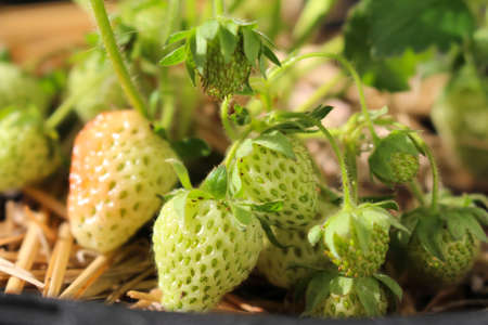 Almost ripe delicious strawberries on  plant growing in a container in spring の写真素材