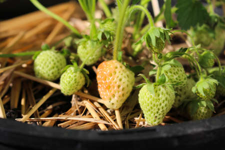 Almost ripe delicious strawberries on  plant growing in a container in spring の写真素材
