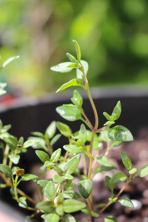 Young green thyme plant growing in a container in the herb  garden during springの写真素材