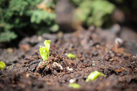 Snowpeas sprouting out of the soil from seed during the springの写真素材