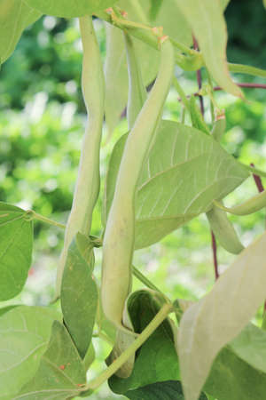 bush green beans growing in a container garden during the springの写真素材