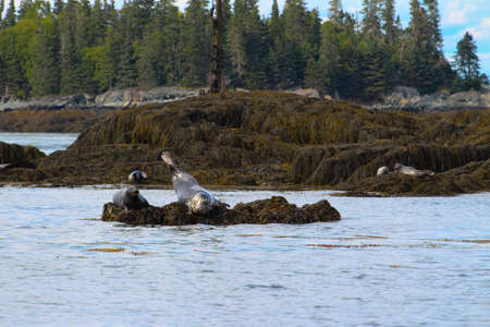 Harbour seals basking in the sun on seaweed in the Bay of Fundy, New Brunswick, Canadaの写真素材