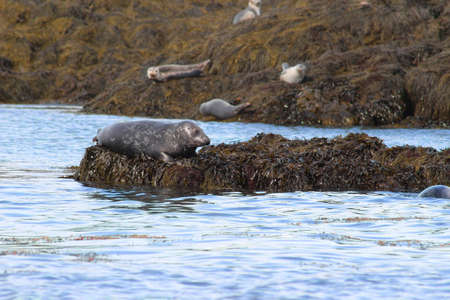 Harbour seals basking in the sun on seaweed in the Bay of Fundy, New Brunswick, Canadaの写真素材