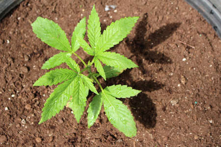 Young green medicinal marijuana plant in a pot after a rain fallの写真素材