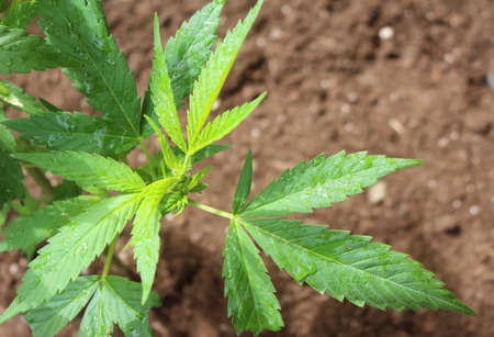 Young green medicinal marijuana plant in a pot after a rain fallの写真素材