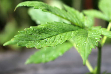 Young green medicinal marijuana plant in a pot after a rain fall shallow depth of field with focus on leafの写真素材