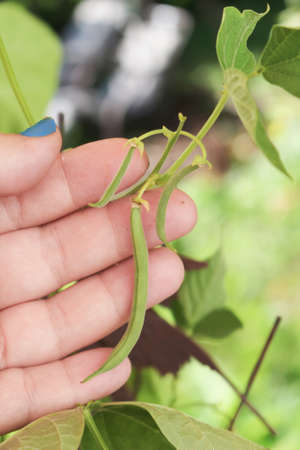 Hand holds some small bush green beans growing in a container garden during the springの写真素材