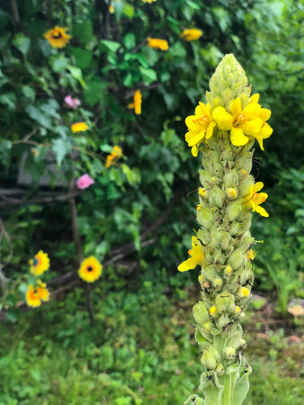 Pointy and tall Plant stock starting to bud with small yellow flowers