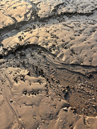 Little pipe like holes in sand near the shore made by sandpipers.の写真素材