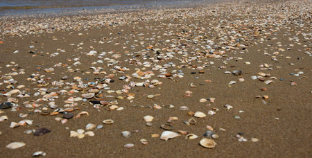 Photo of beautiful mollusc shell, filmed on a sandy sea coast
