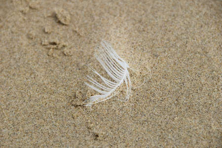 Maro photo of beautiful feather, filmed on a sandy coastの写真素材