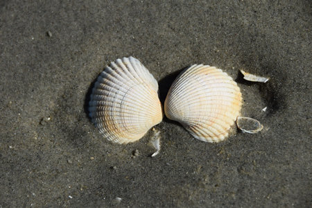 Macro photo of beautiful mollusc shell, filmed on a sandy coast