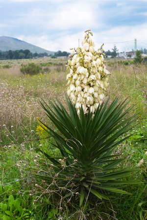 A Yuca flower in the foreground in a mountain landscapeの写真素材