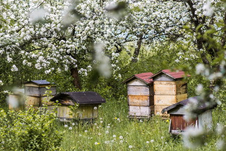 Beehives in a blooming orchard. Beekeeping in the summer