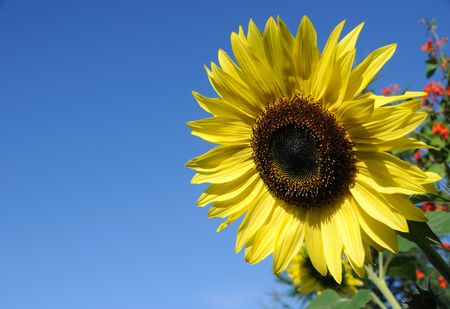 Beautiful Sunflower against a Blue Skyの写真素材
