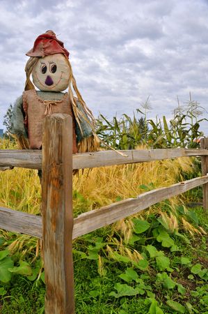 Scarecrow in Corn and Squash Patchの写真素材
