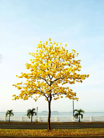 Yellow Treeの写真素材