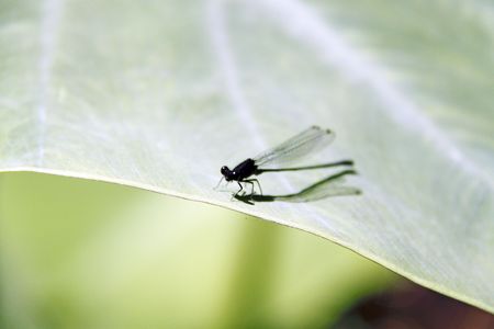 Bug-eyed dragonflyの写真素材