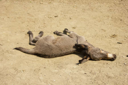 Young donkey rolling in dustの写真素材