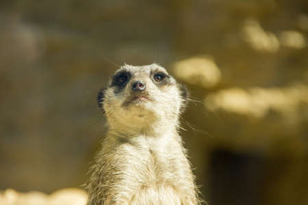 Meerkat looking nosy at youの写真素材